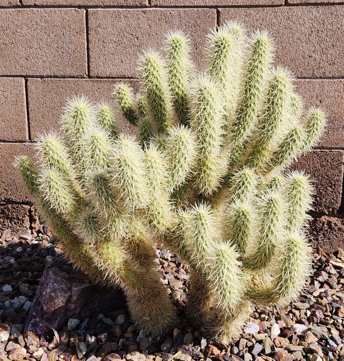 Teddy Bear Cholla Cactus Cutting – Cylindropuntia bigelovii Desert Propagation Segment