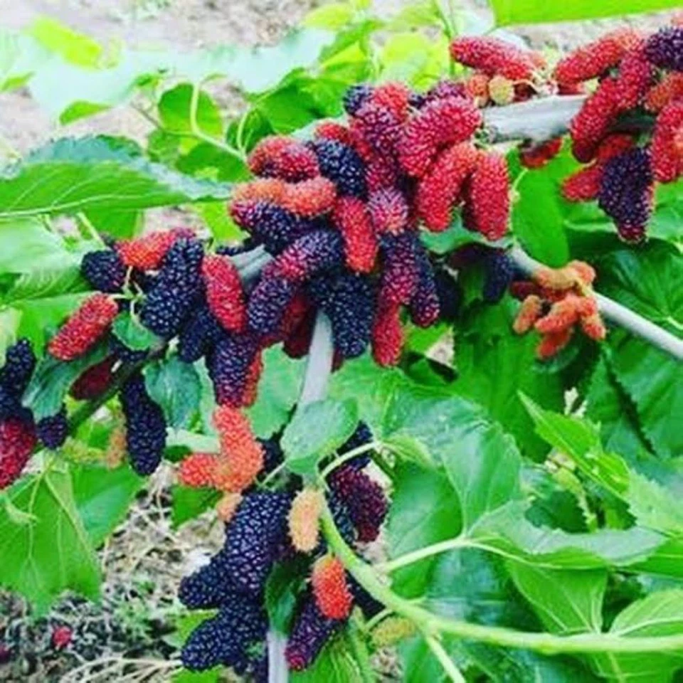 Illinois Everbearing Mulberry Cuttings - 10 Unrooted Fruit Tree Propagation Material Morus spp.
