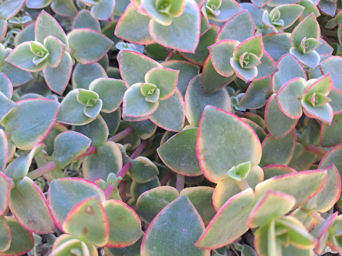 Crassula Calico Kitten Succulent Cuttings - Variegated Trailing Plant Set of 10, Crassula pellucida subsp. marginalis