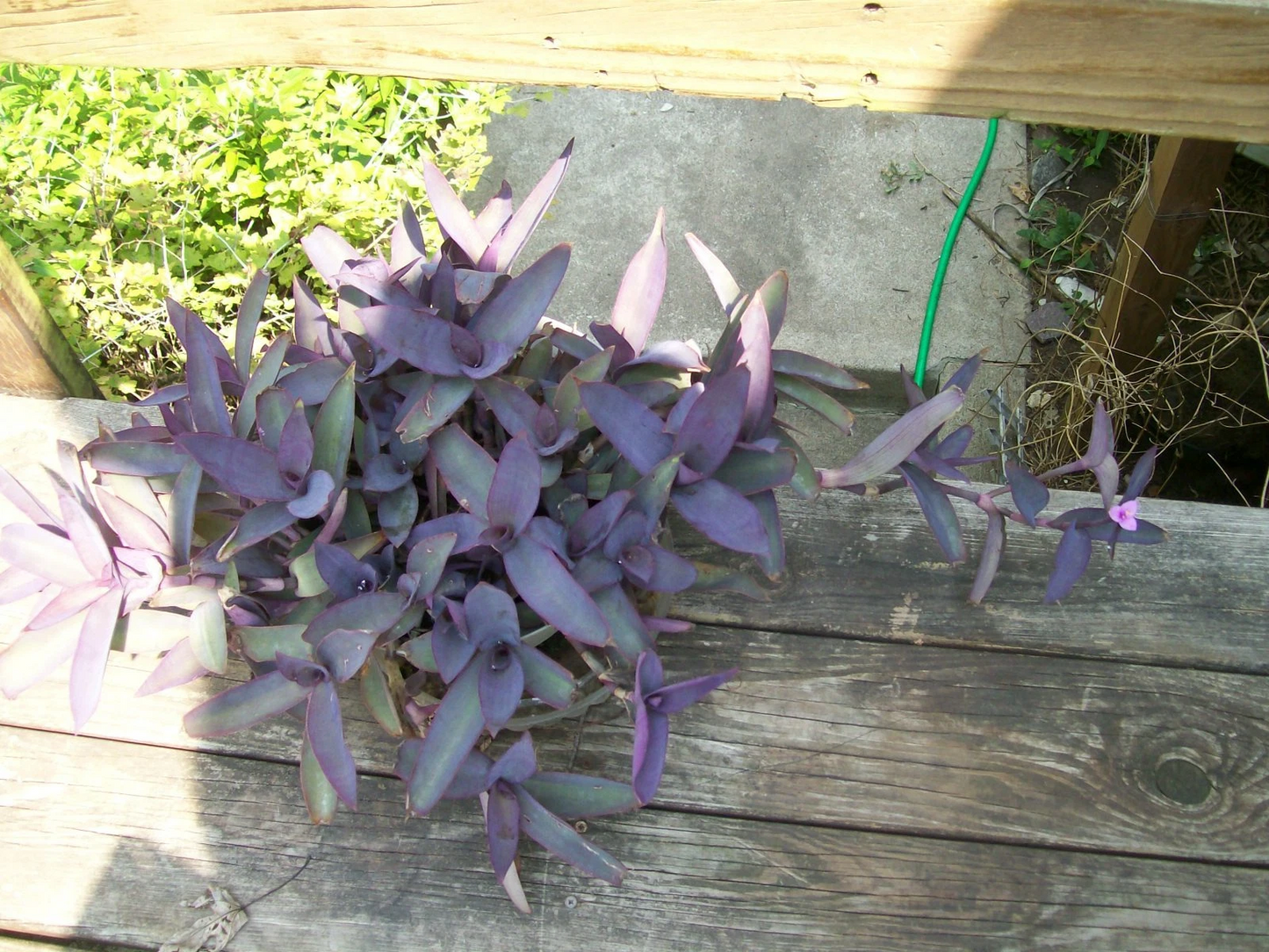 Purple Heart Wandering Jew Plant – Rooted Tradescantia pallida Live Houseplants, Purple Foliage Trailing Plant