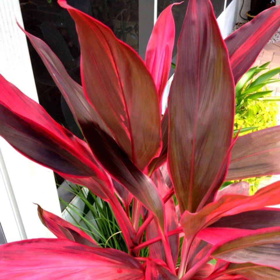 Hawaiian Ti Plant Logs - Red & Green Cordyline fruticosa Tropical Foliage Plant for Propagation