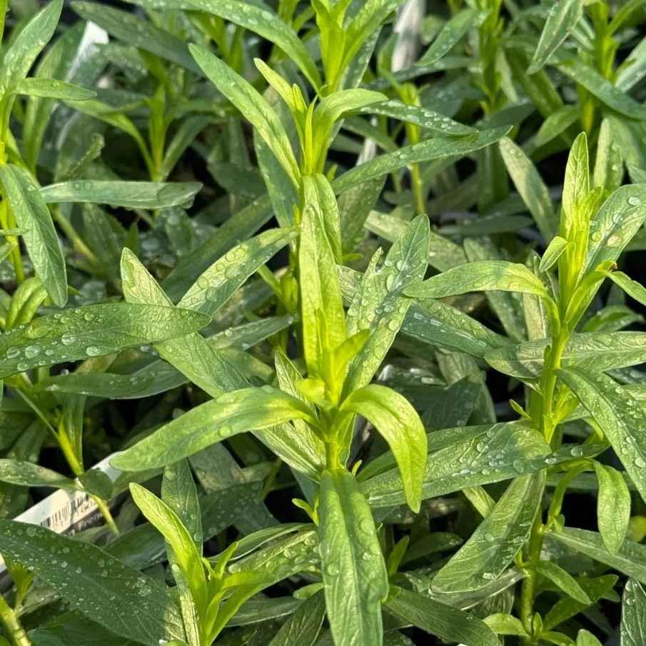 French Tarragon Live Starter Plants – 4-5 Inch Artemisia dracunculus sativa Perennial Herb for Garden or Container