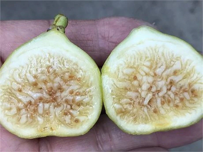 White Marseilles Fig Unrooted Cutting – Ficus carica Cultivar, 3+ Nodes, 8 Inch Fig Tree Cutting for Propagation