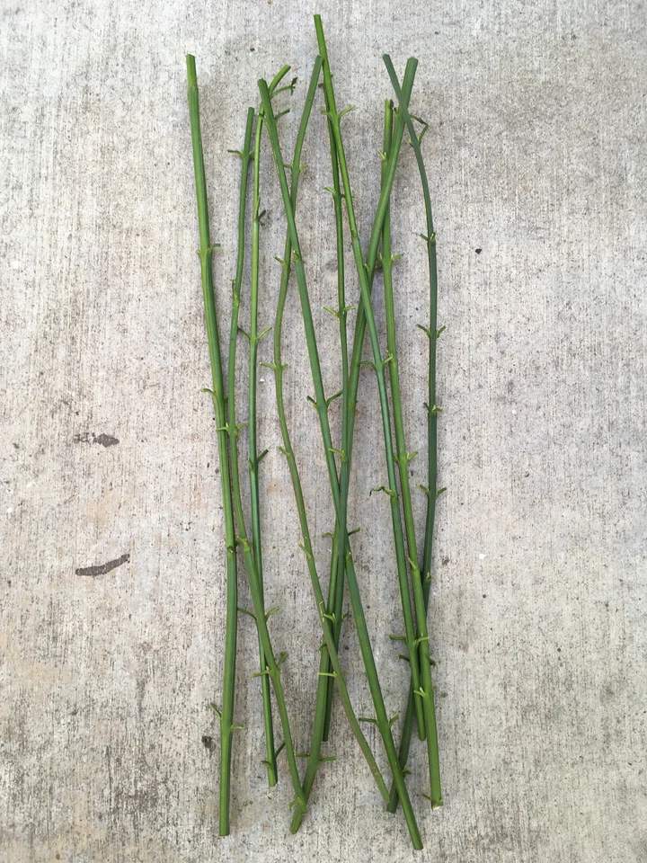 Winter Jasmine Cuttings – 10 Live 12 Inch Jasminum nudiflorum Vine Shrub for Propagation and Garden Planting