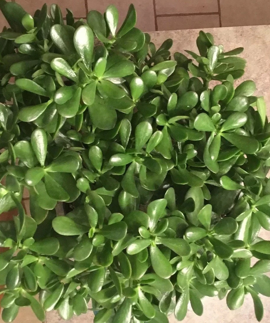 Jade Plant Succulent Cuttings – 3 Unrooted Crassula ovata Green Propagation Cuttings 3-5 Inches