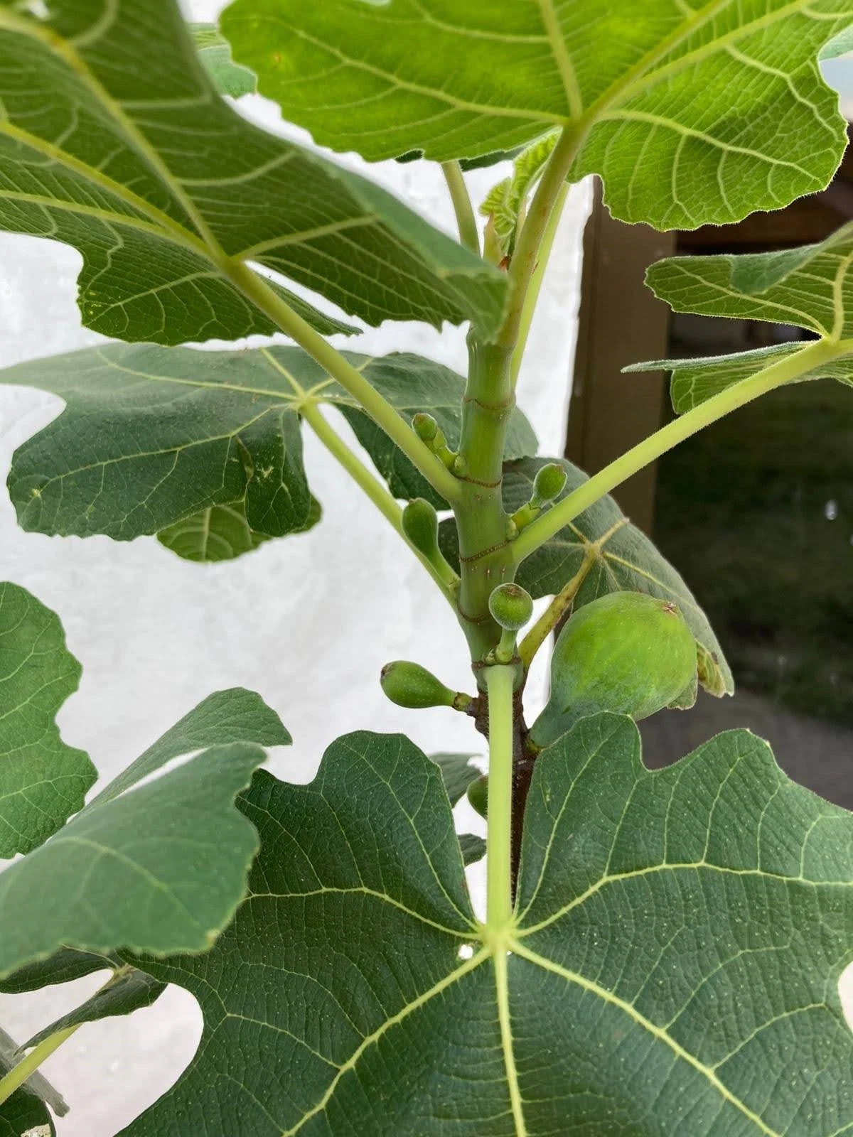 Set of 3 Chicago Hardy Fig Tree Cuttings | Cold Hardy Ficus carica Propagation | Fruit Tree for Rooting & Growing
