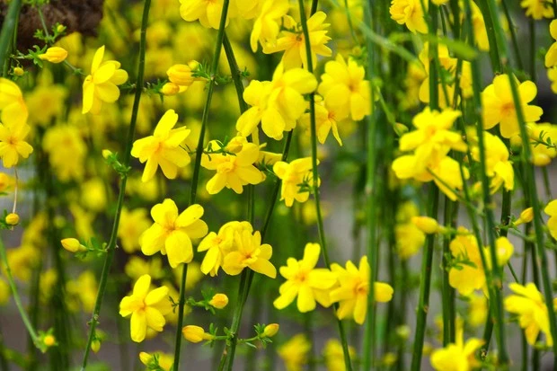 Winter Jasmine Stem Cuttings Set of 10 – Jasminum nudiflorum Propagation Material