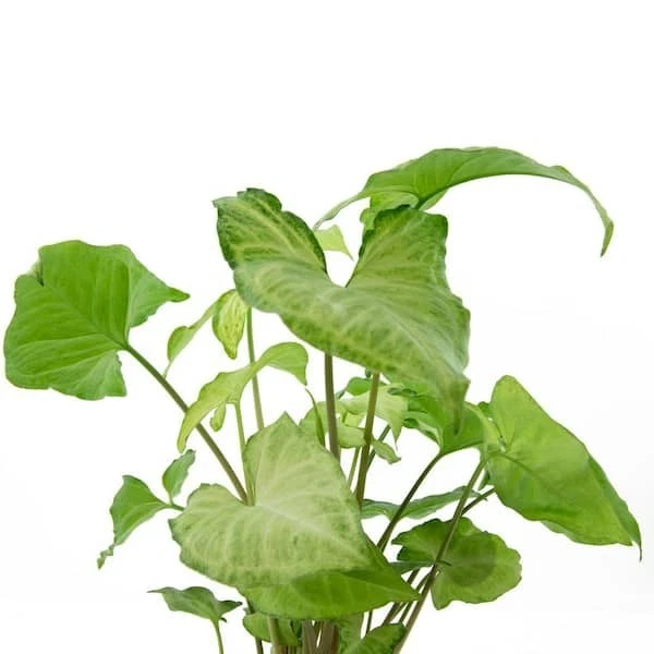 Live Arrowhead Plant Pack – 2 Rooted Syngonium Houseplants, Indoor Foliage, Climbing or Trailing, Syngonium podophyllum