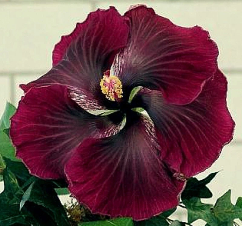 Unrooted Hibiscus Black Dragon Cuttings – Tropical Ornamental Flowering Shrub, Deep Red to Black Blooms, Hibiscus rosa-sinensis