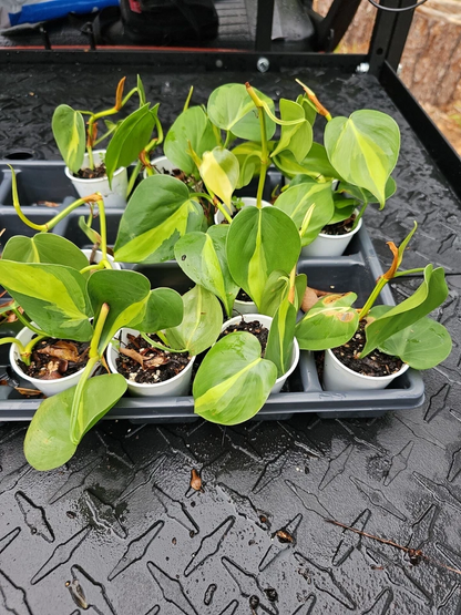 Philodendron Brasil Live Plant – Rooted Variegated Philodendron Hederaceum, Yellow Green Trailing Indoor Houseplant