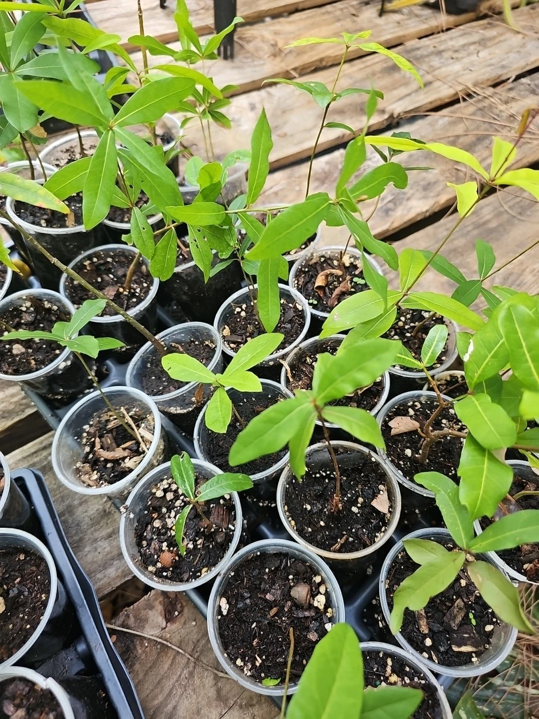 Live Oak Tree Rooted Plant – 6-10 Inch Evergreen Quercus Virginiana for Landscaping and Shade
