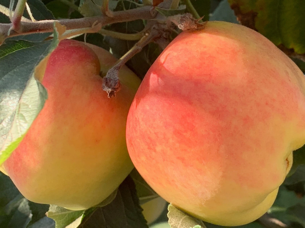 Anna Apple Stick Cuttings – 5 Live Budded Grafting or Planting Propagation Malus domestica