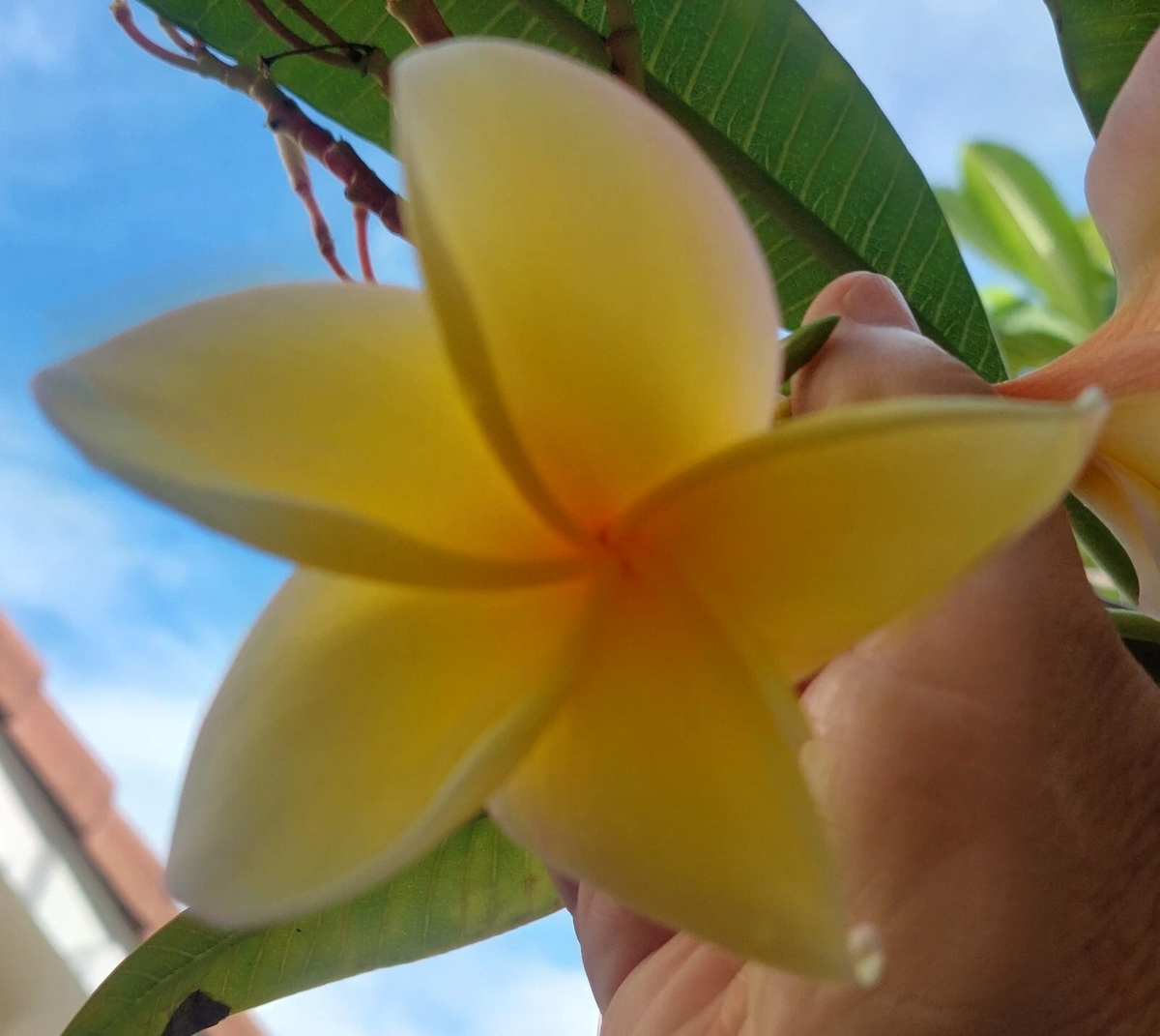 Yellow Plumeria Top Cutting – 8 Inch Unrooted Frangipani Propagation Plant for Container or Outdoor Growing