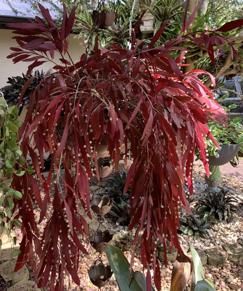 Rhipsalis ramulosa Red Cuttings – 6 Unrooted Mistletoe Cactus Propagation Stems for Indoor Hanging Plants
