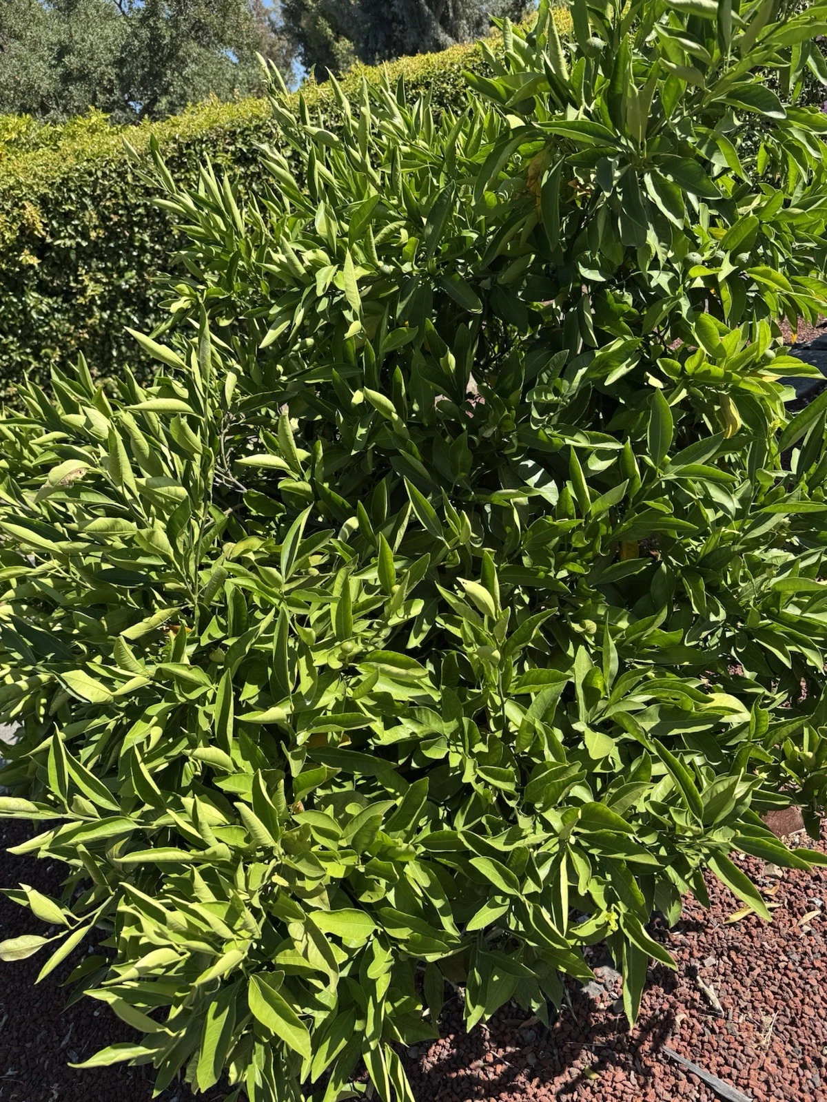 Owari Satsuma Mandarin Cuttings – 6 Unrooted Citrus reticulata Propagation Cuttings for Grafting or Rooting
