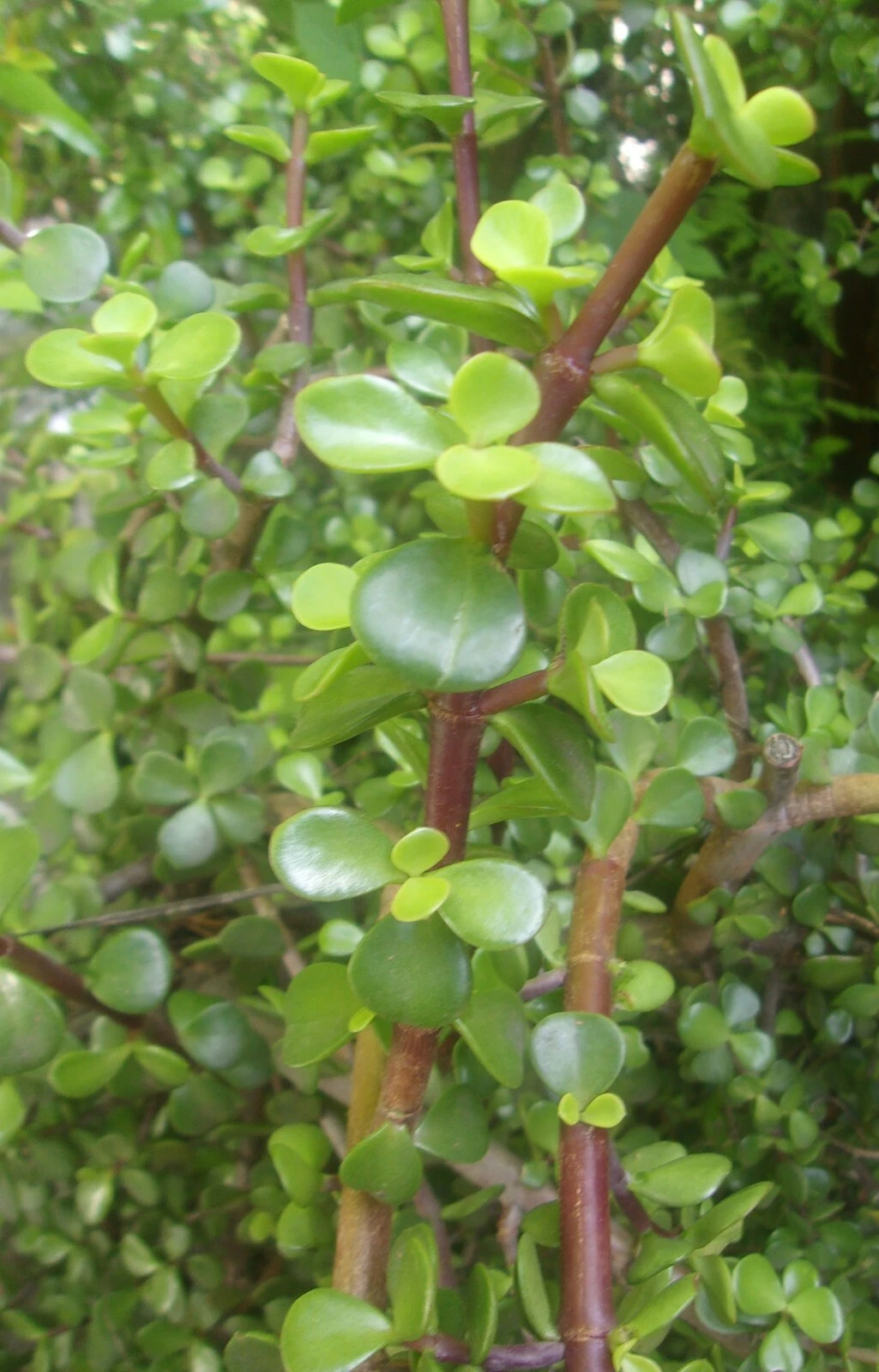 Elephant Bush Succulent Cuttings – 3 Unrooted Portulacaria Afra Propagation Plants, 5–6 Inch Jade Shrubs for Container & Landscape