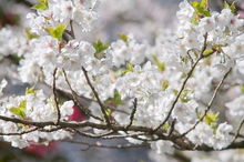 Japanese Flowering Cherry Unrooted Cuttings – 12 Prunus serrulata Tree Cuttings for Rooting and Propagation