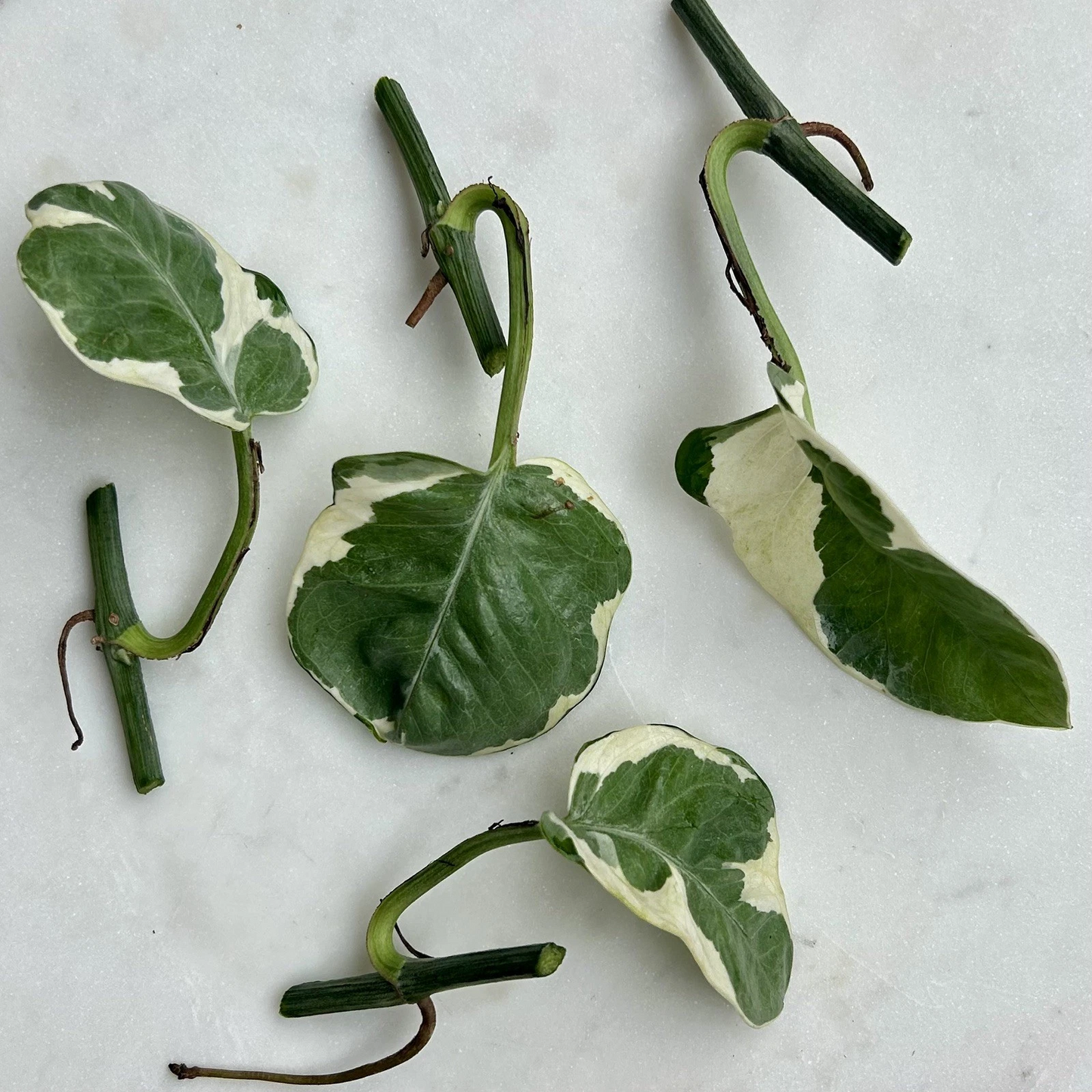 Pothos Pearls and Jade Cuttings, Variegated Indoor Houseplant, Epipremnum aureum, Trailing Vining Foliage, 5 Cuttings