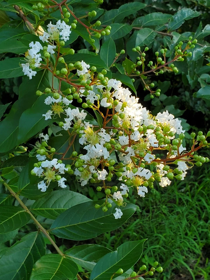 White Crape Myrtle Cuttings – 10 Fresh Lagerstroemia indica Unrooted Propagation Cuttings South Carolina Grown