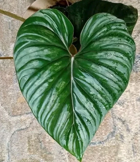 Philodendron plowmanii Unrooted Cutting – Grower’s Choice Tropical Aroid Propagation Plant