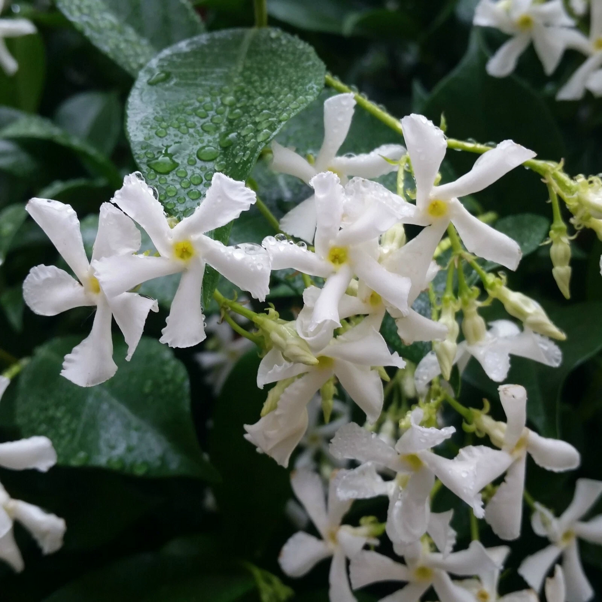 Confederate Star Jasmine Rooted Starter Plant, Trachelospermum jasminoides, Evergreen Climbing Vine for Gardens & Containers