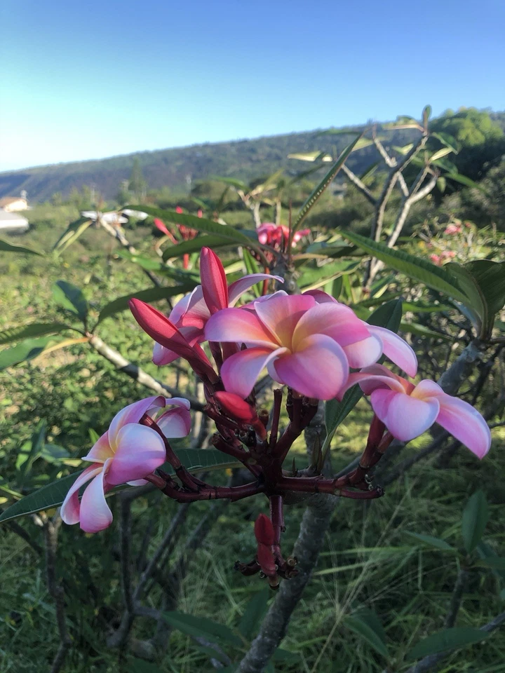 Pink Plumeria Frangipani Rooted Cutting - 10 Inch Single Head Hawaiian Grown Live Starter Plant