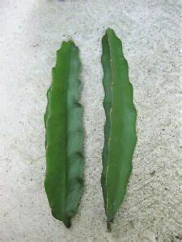 Pink Delight Dragon Fruit Cuttings – Unrooted 8-12 Inch Cactus Propagation Plant, Hylocereus Spp.