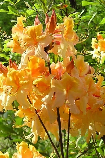 Dancing Rabbit Azalea Starter Plant Rhododendron Deciduous Small Dormant Live Plant