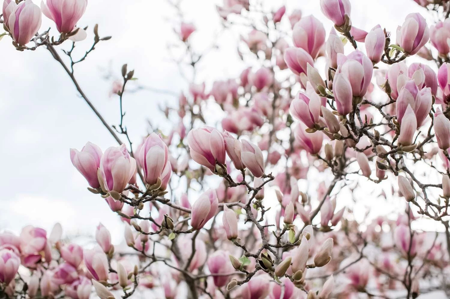 Unrooted Magnolia × soulangeana Cuttings – Saucer Pink Flowering Tree Propagation, 10 Fresh Live Plant Clippings