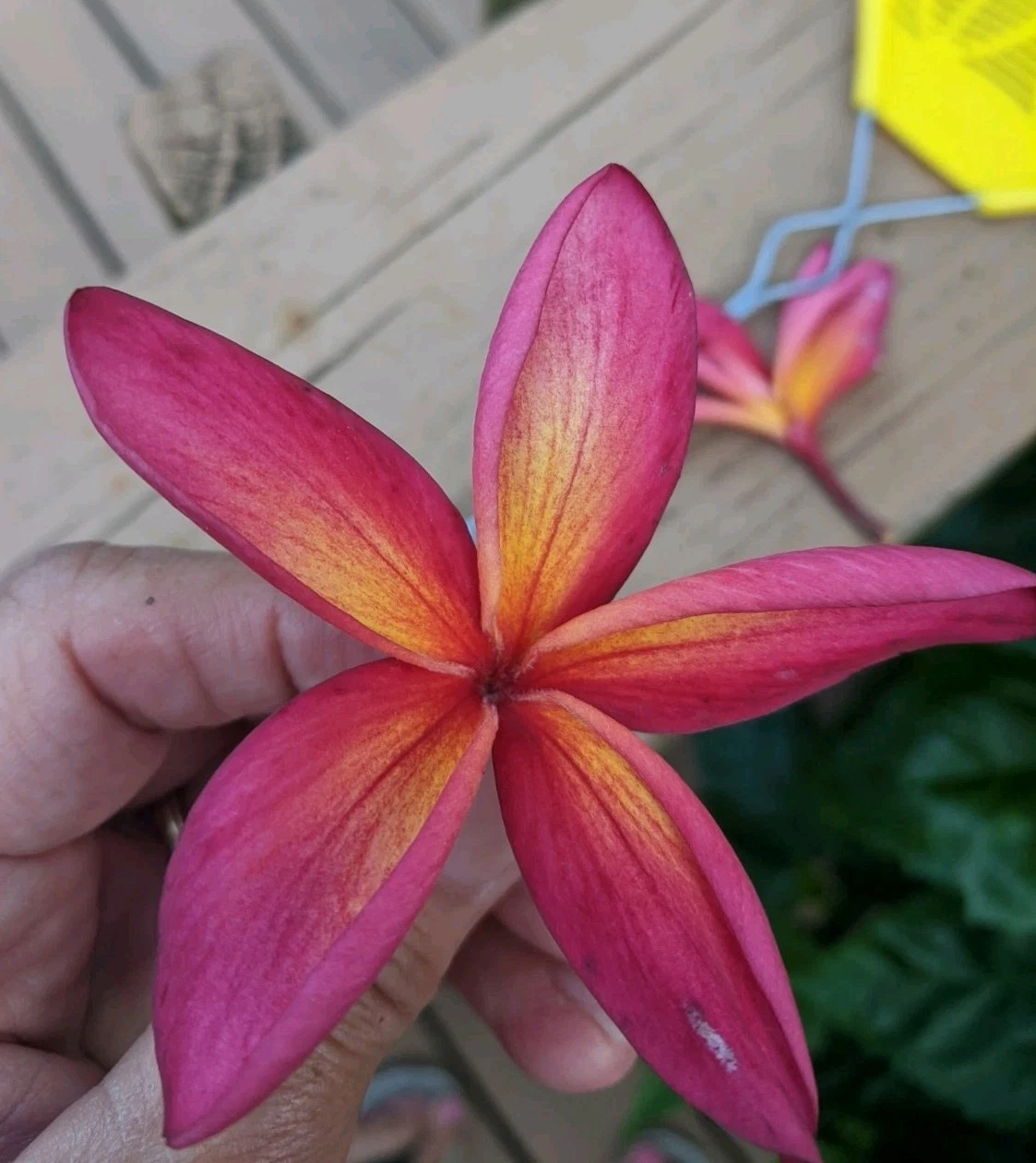 Pink and Yellow Plumeria Cuttings – 2 Unrooted Starter Cuttings, 13+ Inches, Frangipani Propagation, Tropical Flowering Tree