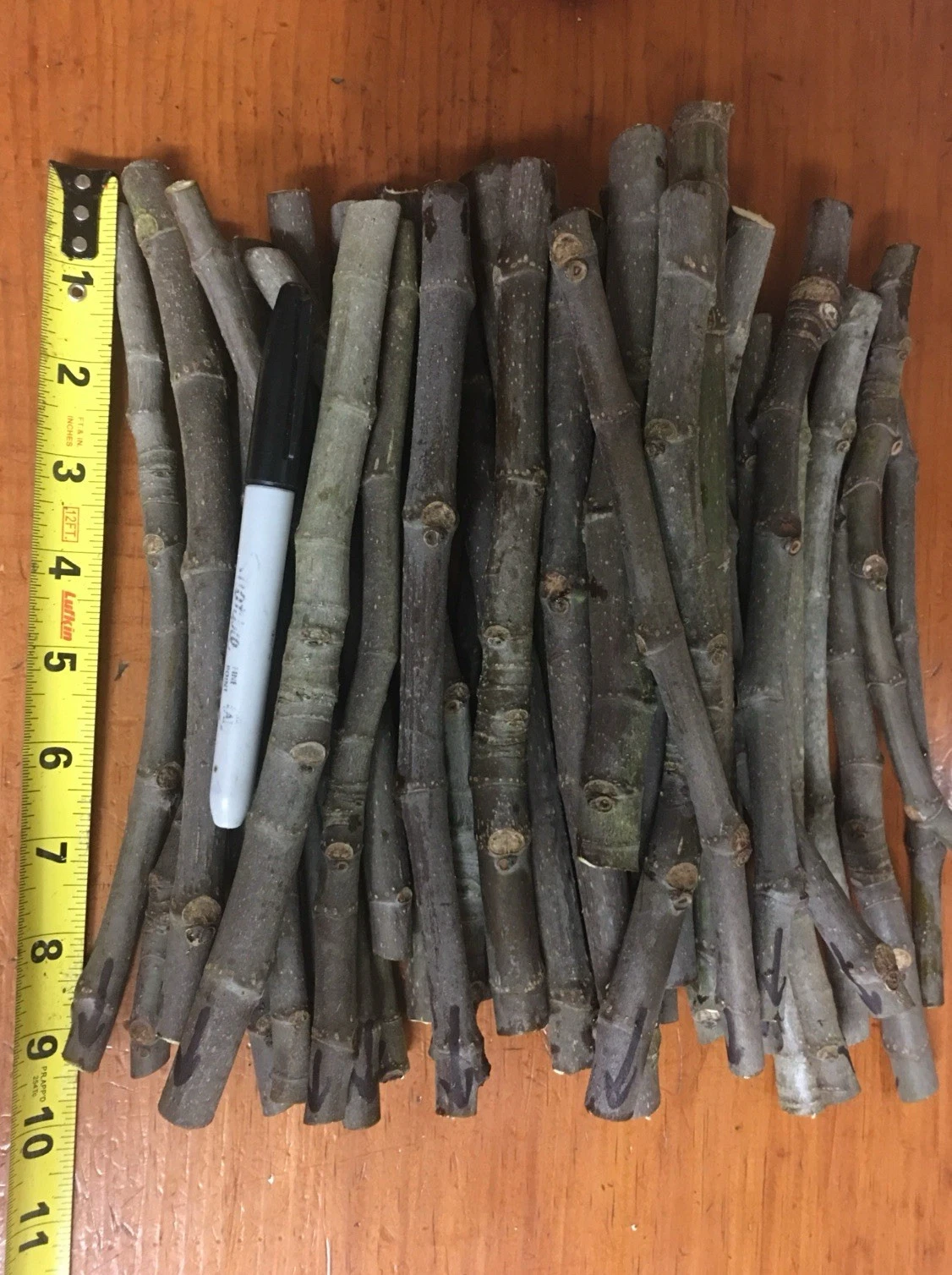 Negronne Fig Tree Cuttings – 3 Unrooted Ficus Carica Propagation Cuttings for Garden or Container Planting