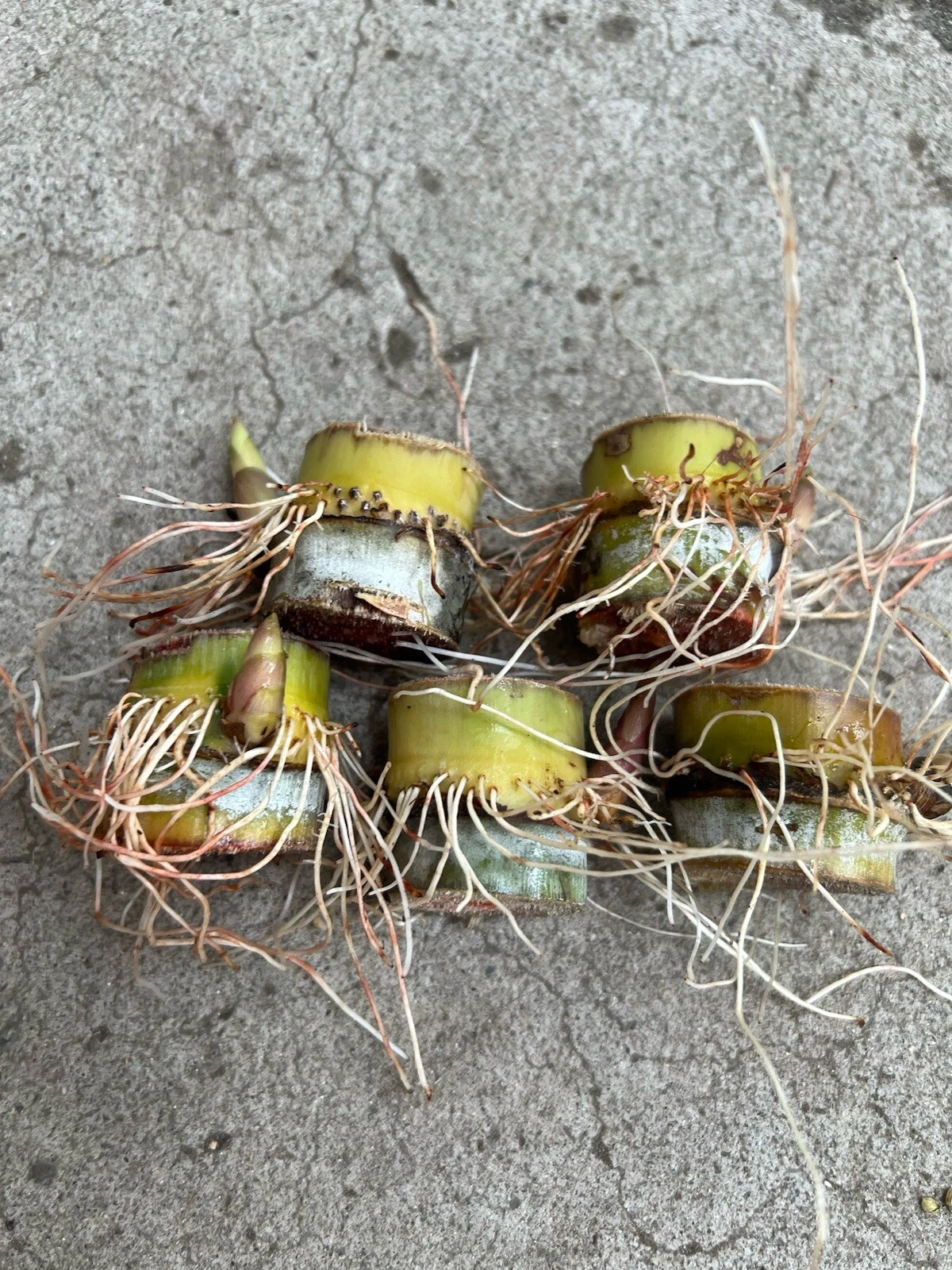 Rooted Sugarcane Cuttings - Saccharum officinarum Live Cane Starters for Garden & Container Planting, Set of 5
