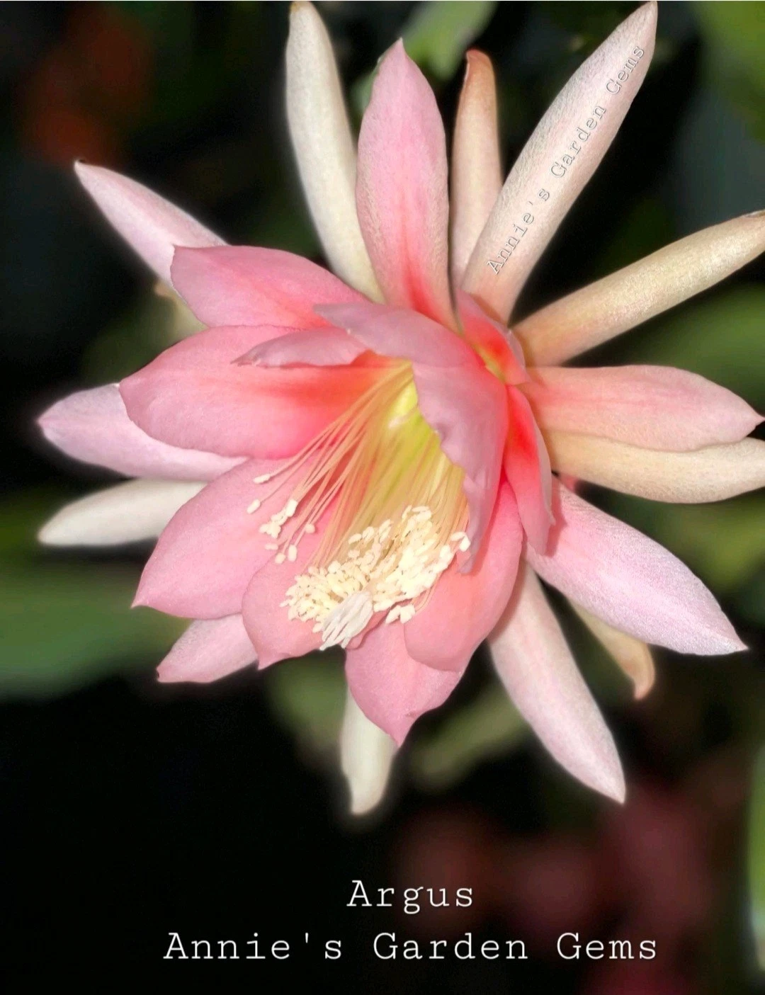 Epiphyllum Argus Unrooted Cuttings – Orchid Cactus Propagation, 8-10 Inches Long, Trailing, Green Stems
