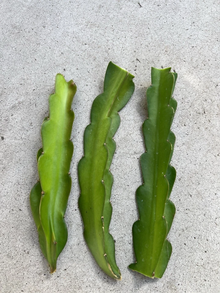 American Beauty Dragon Fruit Cuttings 3 Pack 8 Inch Unrooted Self Pollinating Cactus