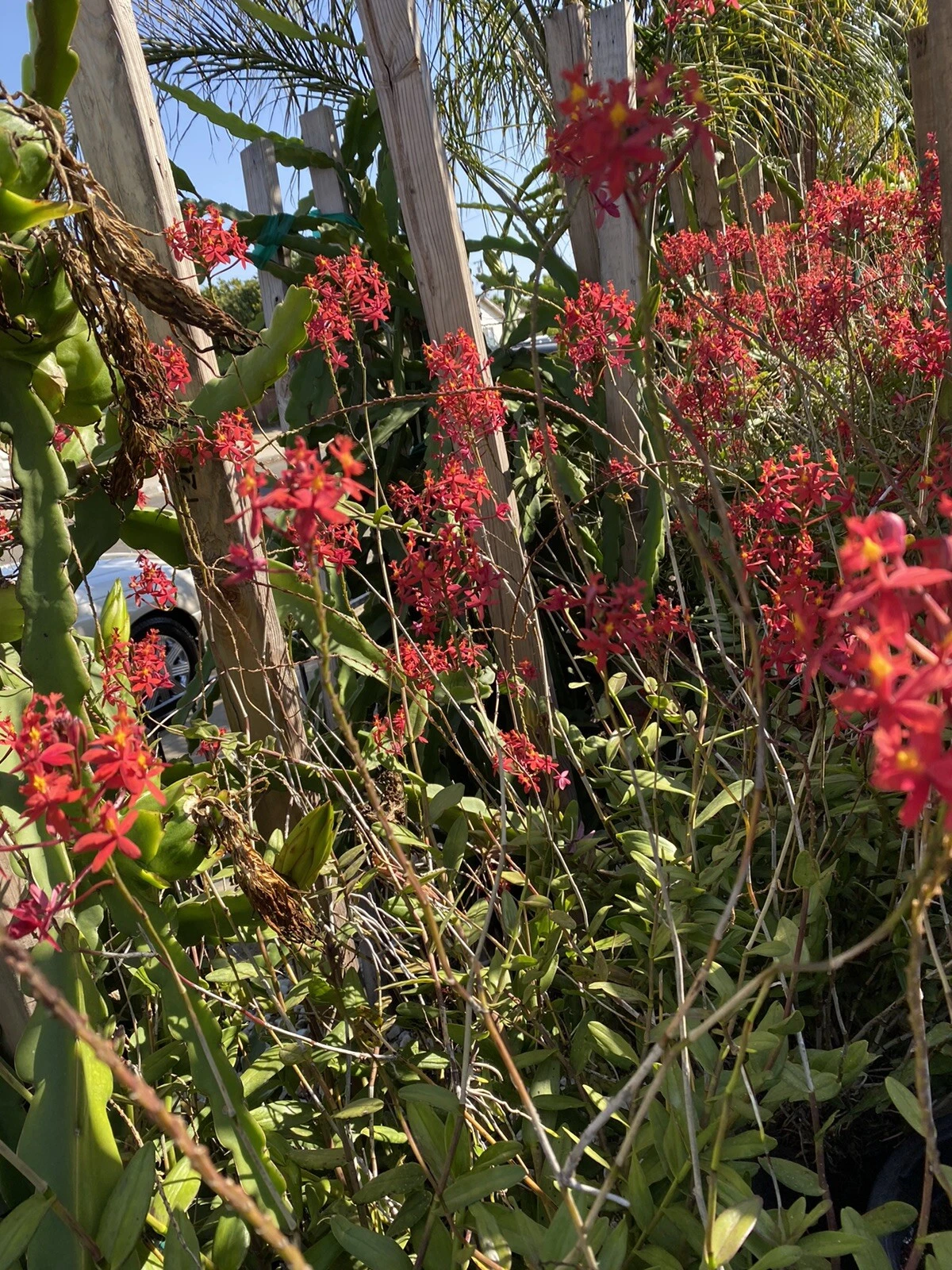 Epidendrum Orchid Live Plants – 3 Rooted Pieces, Assorted Red, Yellow, Orange, Purple Varieties, 4–8 Inch Orchid Plants