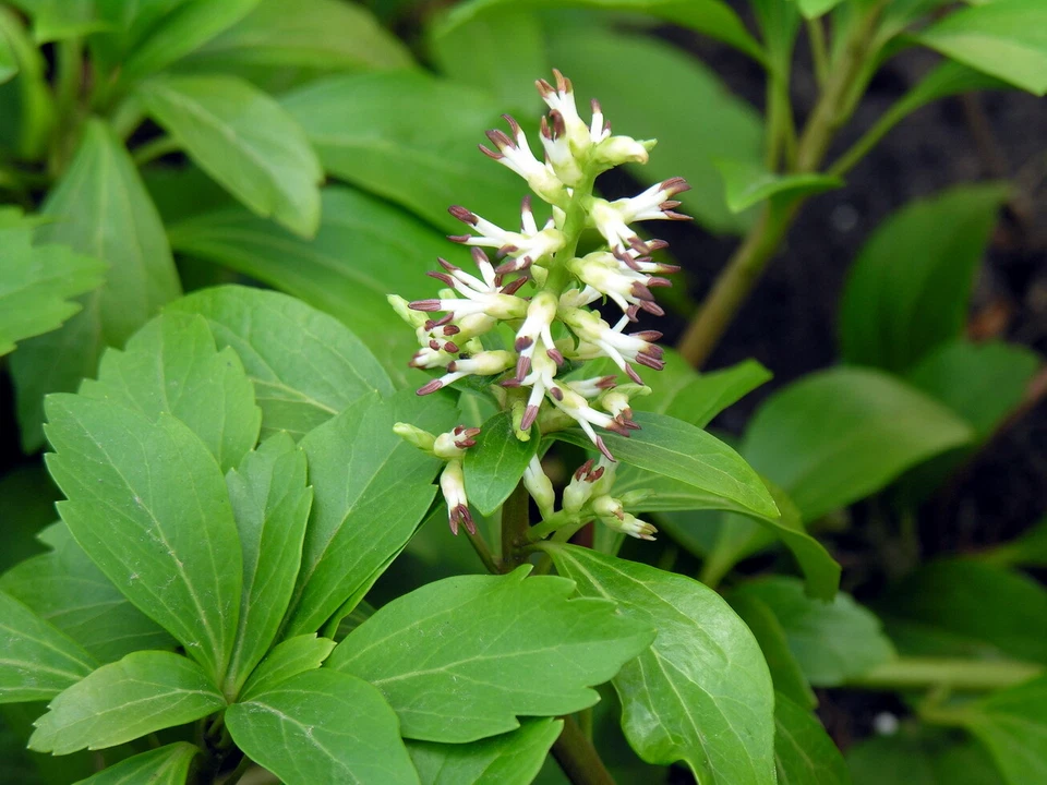 Rooted Pachysandra procumbens Ground Cover Cuttings - Native Allegheny Spurge for Shaded Gardens