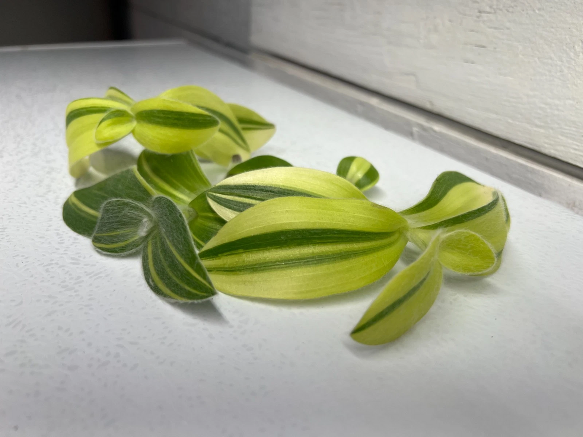 Fuzzy Sillamontana Variegated Cuttings – 3 Unrooted Tradescantia sillamontana ‘Variegata’ 3–4 Inch Indoor Houseplant