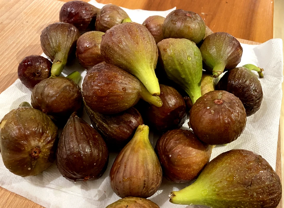 Violetta Fig Cuttings, Ficus carica, Unrooted Scions for Propagation, Cold Hardy, Set of 4