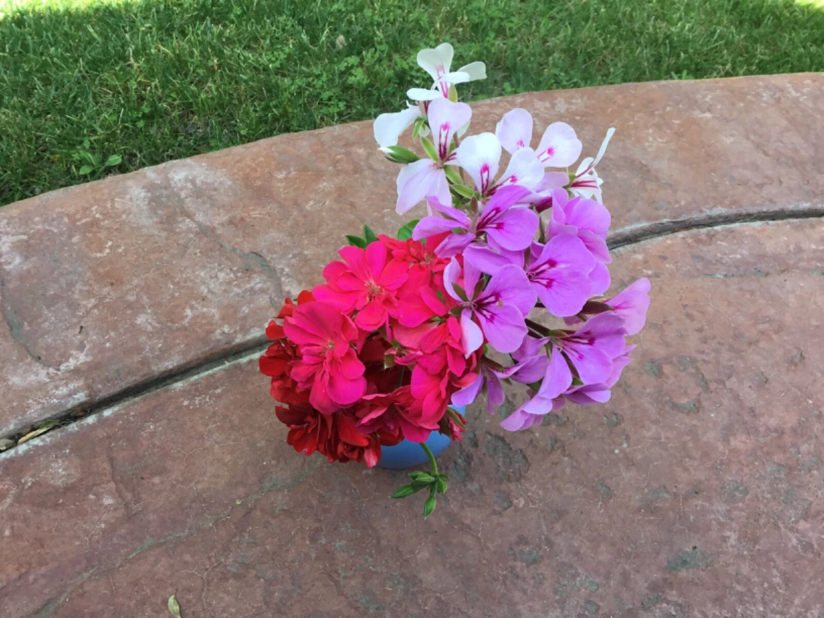 Ivy Geranium Cuttings - 8 Unrooted Pelargonium Peltatum Trailing Ornamental Plant in Four Colors