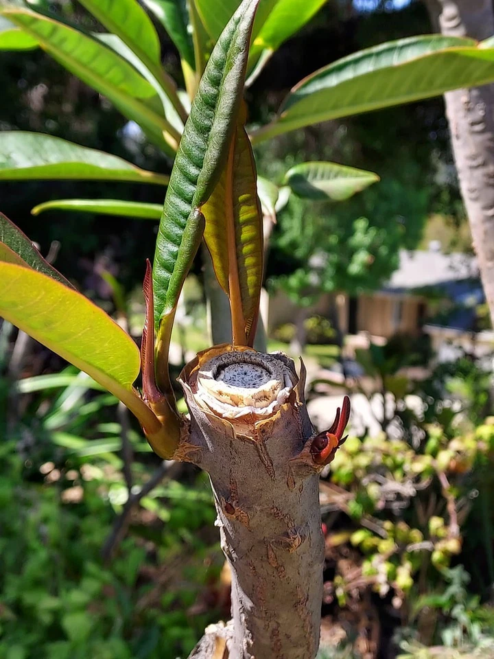 Musk Rainbow Plumeria Cutting – Unrooted Stem for Propagation, Frangipani Live Stem, Tropical Ornamental Tree, Plumeria spp.