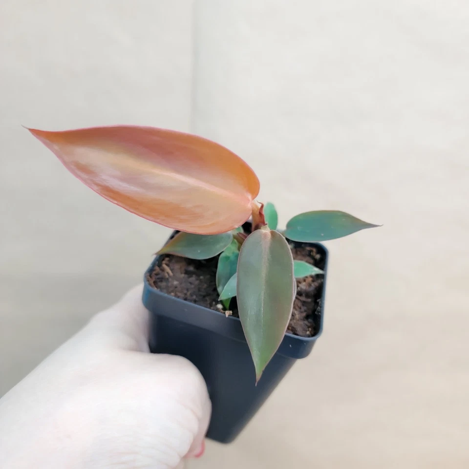 Philodendron Red Sun Live Tropical Houseplant - 3 Inch Nursery Pot, Red Copper Foliage, Self-Heading Aroid, Indoor Plant Starter