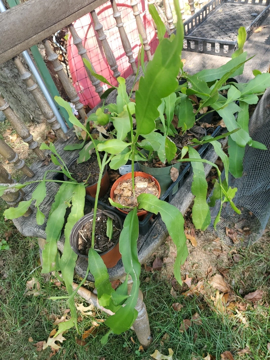 Night Blooming Cereus Cuttings - Epiphyllum oxypetalum - Unrooted Orchid Cactus Propagation Set of 5