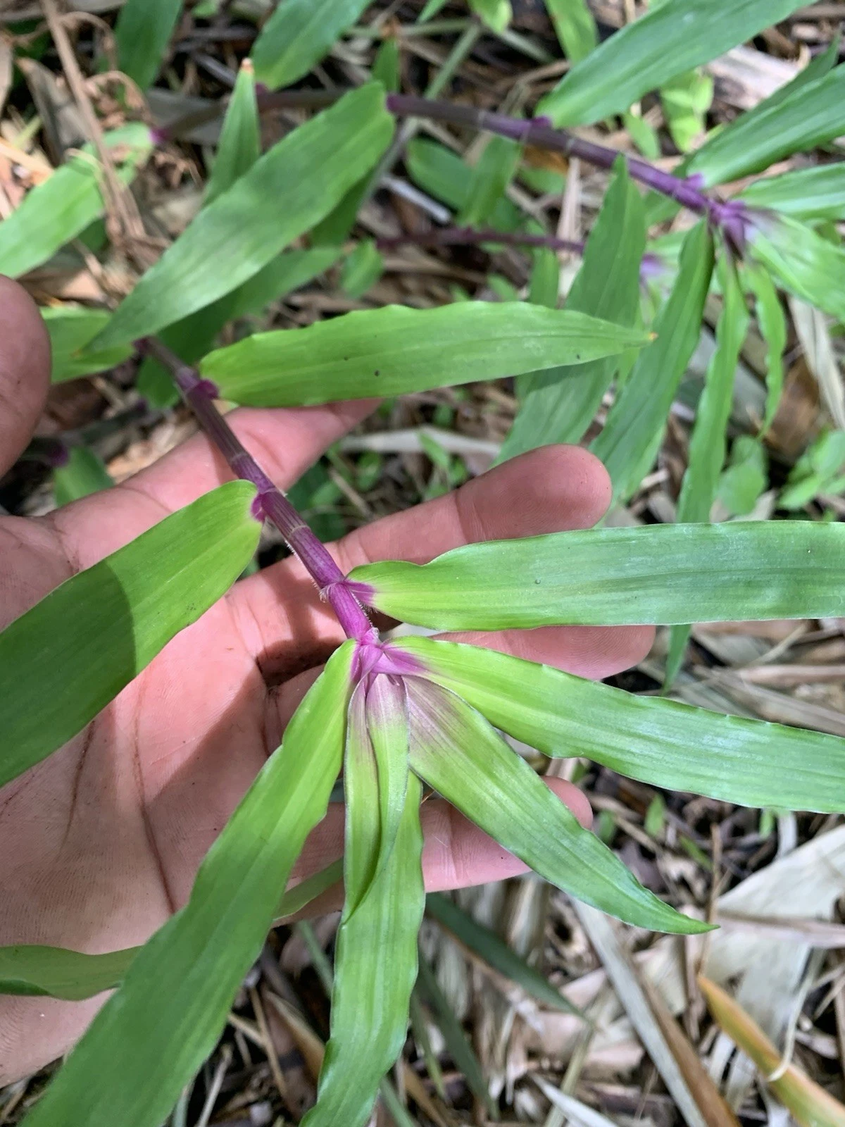 Tradescantia Zebrina Cuttings – 5 Live Unrooted Wandering Jew Houseplant Propagation Cuttings