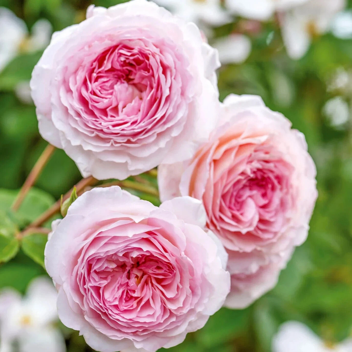 English Climbing Rose Cuttings - James Galway Auscrystal, 3 Unrooted Stem Cuttings, 5-8 Inches for Propagation