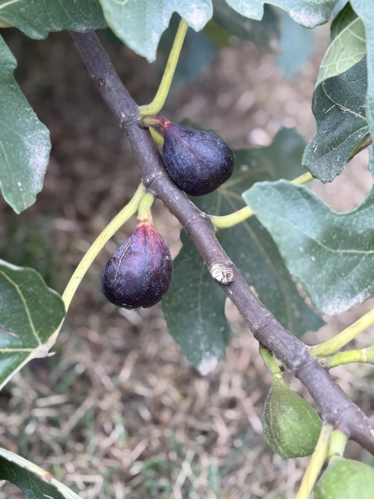 Unrooted LSU Purple Fig Cutting – Live Ficus Carica Propagation Plant for Home Garden
