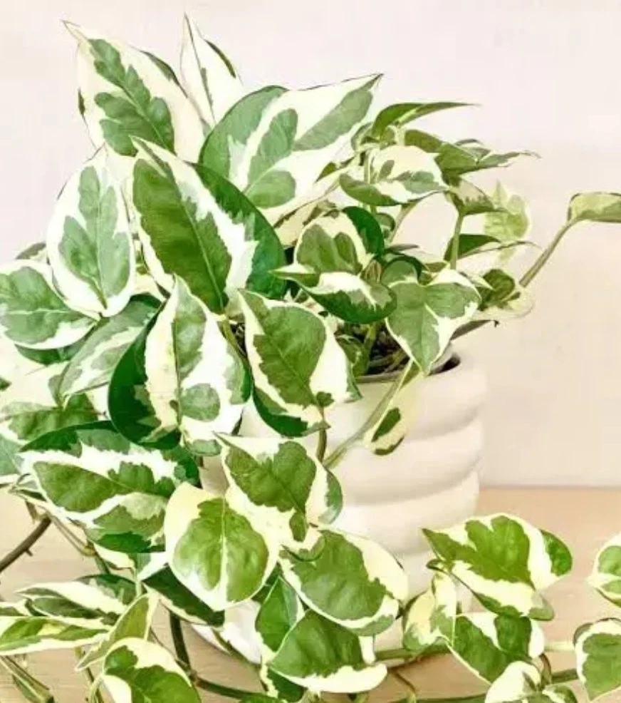 Unrooted N’Joy Pothos Cuttings Set of 3 Variegated Green and White Epipremnum aureum for Propagation