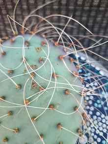 Opuntia Azurea Parva Cactus Cutting Live Unrooted Prickly Pear Segment