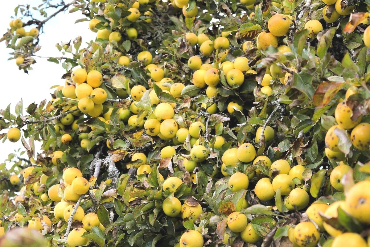 Golden Delicious Apple Tree Scion Cuttings - Unrooted Malus domestica Grafting Material Set of 11