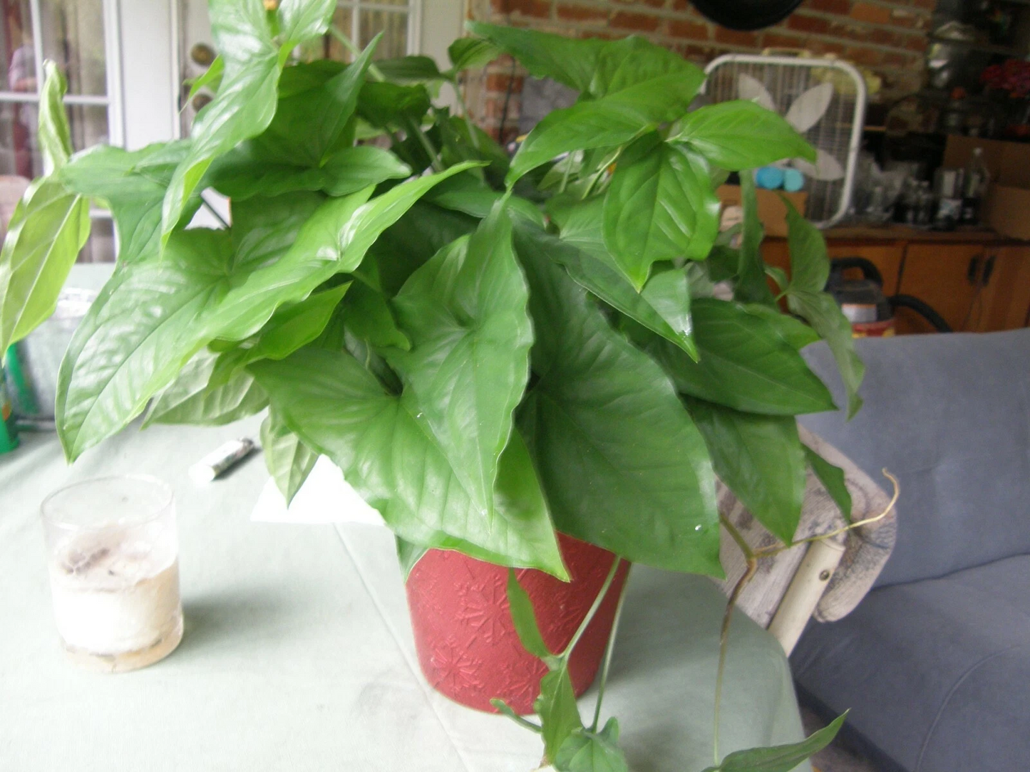 Syngonium Podophyllum Cuttings – Green Arrowhead Vine Unrooted Houseplant Propagation Lot of 5