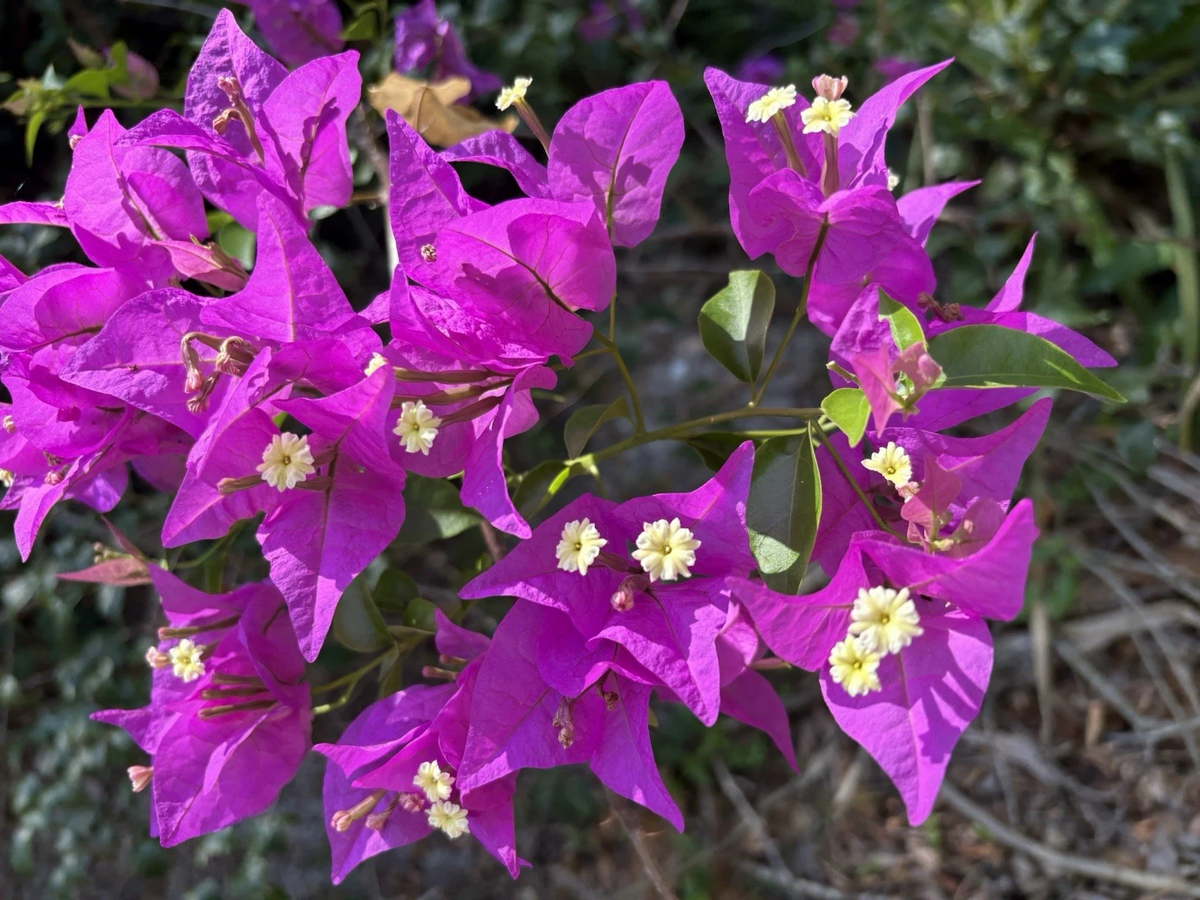 Purple Bougainvillea Cuttings – 6 Unrooted Lavender Flowering Climbing Ornamental Plant Bougainvillea spp.